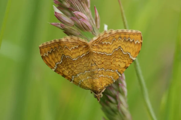 Yellow Shell Moth Camptogramma Bilineata Resting Grass Seed Meadow — Stock Photo, Image