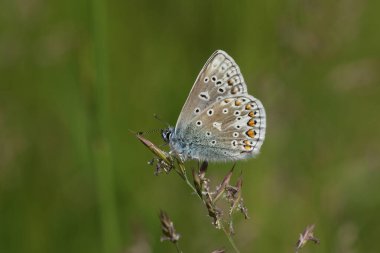 Göz kamaştırıcı yeni doğmuş bir erkek. Ortak Mavi Kelebek, Polyommatus icarus. İlkbaharda bir çayırda çim tohumlarının üzerine tünemiş..