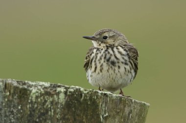 Bir Meadow Pipit, Anthus pratensis, üreme mevsiminde İngiltere 'nin Durham kırlarında bir çit direğine tünemişti..