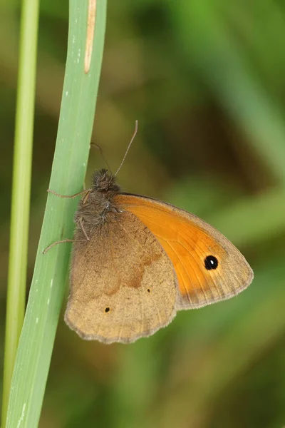 Ein Wiesenschmetterling Maniola Jurtina Ruht Auf Einem Grashalm — Stockfoto