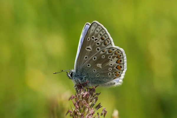 春の牧草地で草の種にしがみつく 見事な新しい出現した男性一般的な青い蝶 一夫多妻制Icarus — ストック写真