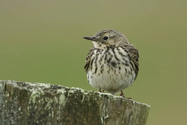 번식기에 더럼의무어에 울타리 기둥에 메도우 Anthus Pratensis — 스톡 사진