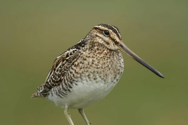 Μια Φωτογραφία Στο Κεφάλι Ενός Υπέροχου Snipe Gallinago Gallinago Στους — Φωτογραφία Αρχείου