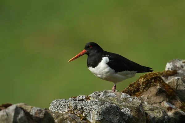 아름다운 Haematopus Ostralegus 더럼의 황무지에 번식기에 — 스톡 사진