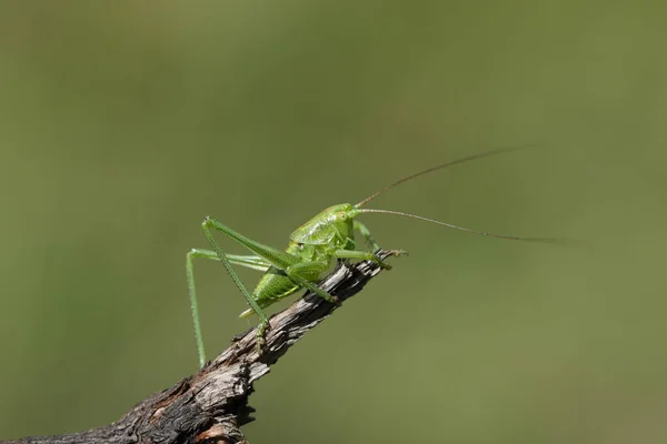 Juvenile Great Green Bush Cricket Tettigonia Viridissima Resting Twig Enjoying — Stock Photo, Image