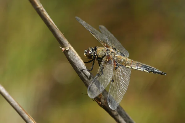 Hunting Four Spotted Chaser Dragonfly Libellula Quadrimaculata Perched Reed Growing — Stock Photo, Image