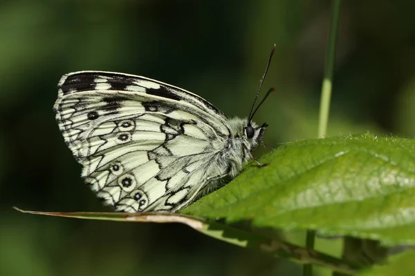 Mramorovaný Bílý Motýl Melanargia Galathea Usazený Listu — Stock fotografie
