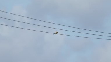 İki nadir arı yiyici, rüzgarlı bir günde bir kabloda oturuyorlar. Erkek kuş onu bir arı ile besliyor. Çiftleşirler ve erkek kuş daha fazla arı yakalamak için uçar..