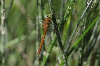 Güzel bir Norfolk Hawker Dragonfly, Anaciaeschna izotopları, bir gölün kenarındaki sazlığa tünemiş..