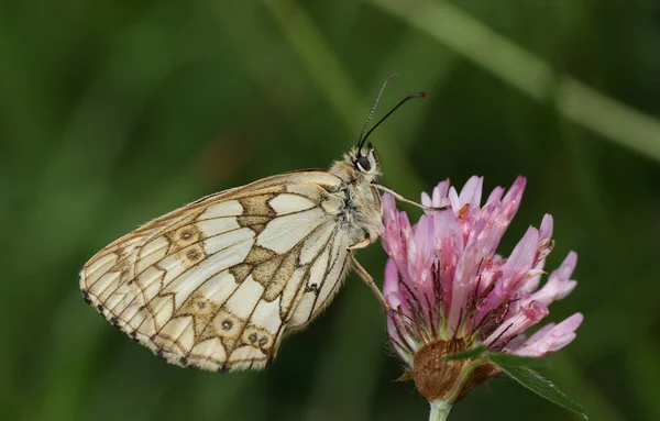 Una Mariposa Blanca Mármol Melanargia Galathea Posada Sobre Una Flor — Foto de Stock