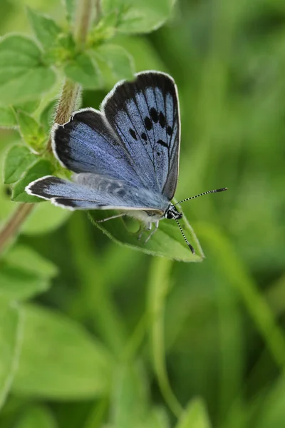 Una Rara Mariposa Azul Grande Phengaris Arion Descansando Sobre Una — Foto de Stock