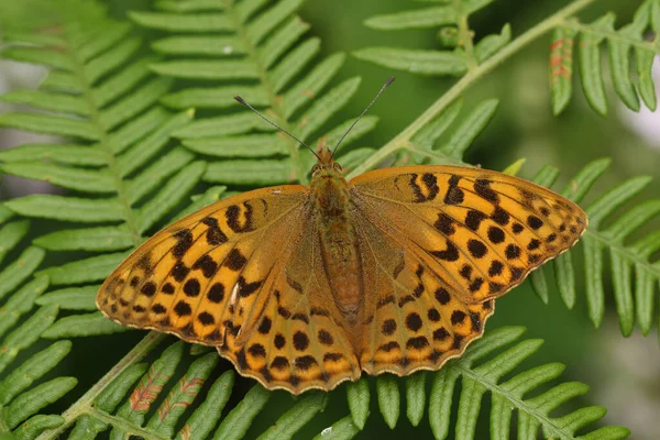 An open winged Silver-washed Fritillary Butterfly, Argynnis paphia, resting on bracken in woodland.