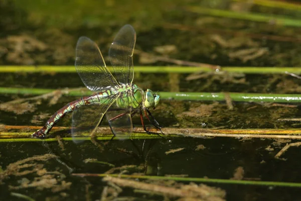 Una Libellula Imperatore Femmina Imperatore Anax Che Depone Uova Uno — Foto Stock