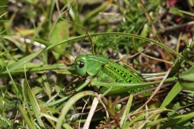 Son derece nadir bir Wart-ısıran çalı-cırcır böceği, Decticus verrucivorus, güneydeki çalılıklarda tebeşir tepe yamacına bakıyor..