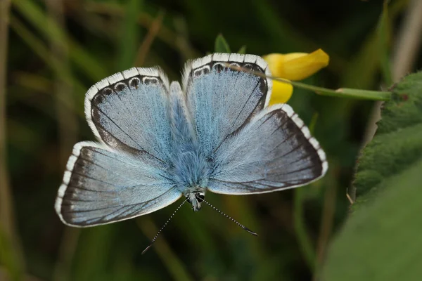 Male Chalkhill Blue Butterfly Polyommatus Coridon Resting Flower Meadow — Stock Fotó