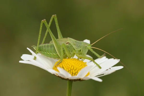 Rare Great Green Bush Cricket Tettigonia Viridissima Resting Eye Daisy —  Fotos de Stock