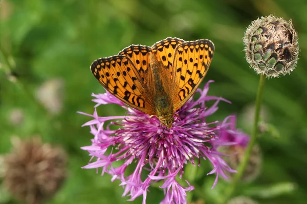 Dark Green Fritillary Butterfly Argynnis Aglaja Nectaring Greater Knapweed Flower — Stock Photo, Image