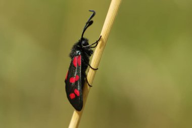 Altı noktalı Burnet güvesi, Zygaena filipendulae, bir çayırdaki çimlerin üzerinde dinleniyor..