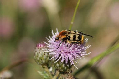 Çok nadir bulunan bir Arı Böceği, Trichius fasciatus, devedikeni çiçeğinin poleniyle besleniyor..