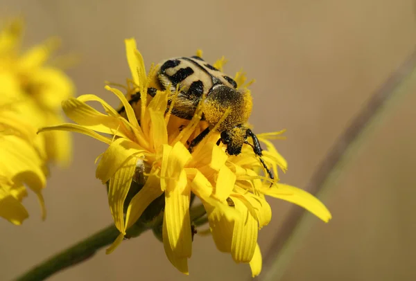 Extremely Rare Bee Beetle Trichius Fasciatus Feeding Pollen Hawkweed Wildflower —  Fotos de Stock