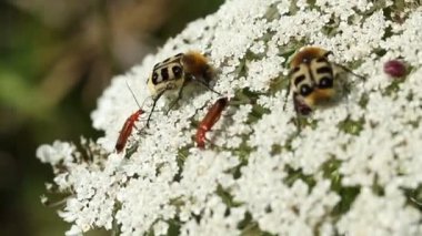 Extremely rare Bee Beetle, Trichius fasciatus, feeding on the pollen of a wild carrot flower in a meadow.