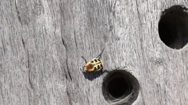 An extremely rare Bee Beetle, Trichius fasciatus, has just come out of a hole in a piece of wood and then it fly's.