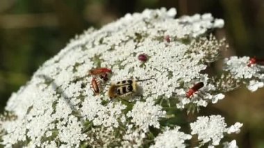 An extremely rare Bee Beetle, Trichius fasciatus, feeding on the pollen of a wild carrot flower in a meadow.