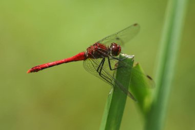 Bir Ruddy Darter Dragonfly, Sympetrum sanguineum, bir gölün kenarındaki sazlığa tünemiş..