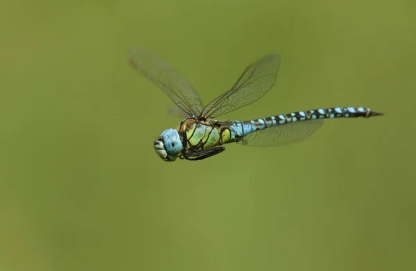 Rare Male Southern Migrant Hawker Dragonfly Aeshna Affinis Flight — Stockfoto