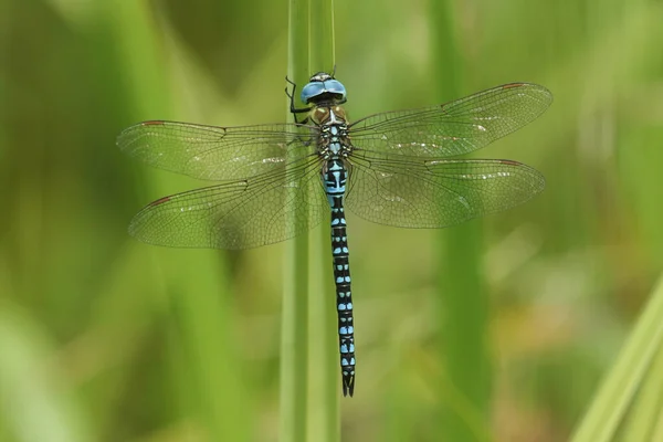 Rare Male Southern Migrant Hawker Dragonfly Aeshna Affinis Perching Reed — Stock Photo, Image