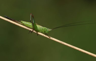 Uzun kanatlı bir koni başlı cırcır böceği, Conocephalus fuscus, çayırdaki bir bitki sapının üzerinde dinleniyor..