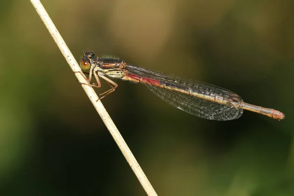 Small Red Damselfly Ceriagrion Tenellum Resting Blade Grass — Stock Photo, Image