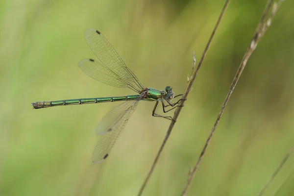 Female Emerald Damselfly Lestes Sponsa Resting Blade Grass — Foto Stock