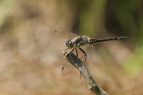 Stunning Male Black Darter Dragonfly Sympetrum Danae Perching Twig Edge — 스톡 사진