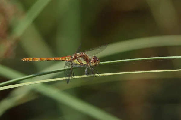 Common Darter Sympetrum Striolatum Perched Reed Edge Bog — Stock Photo, Image