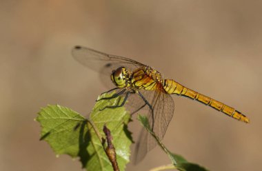 Bir Ruddy Darter Dragonfly, Sympetrum sanguineum, bir ağacın yaprağına tünemiş..