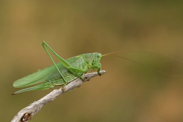 Rare Great Green Bush Cricket Tettigonia Viridissima Resting Twig — Stock Photo, Image