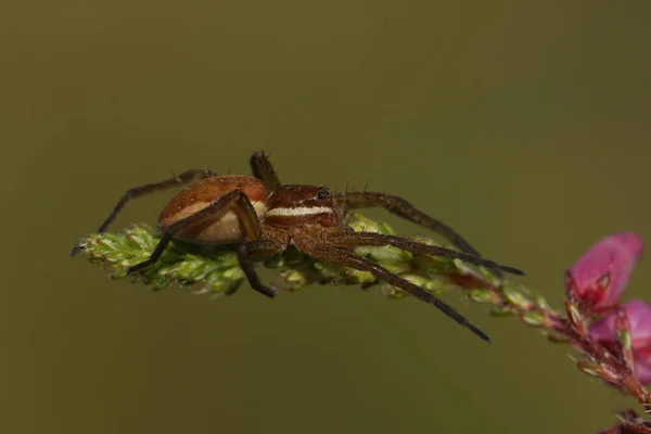 Rare Hunting Juvenile Raft Spider Dolomedes Fimbriatus Heather Plant Growing — Stockfoto