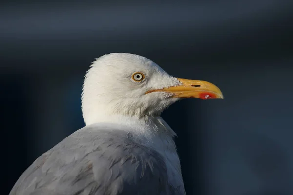 Herring Gull Larus Argentatus Perching Edge Harbor — 스톡 사진