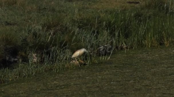 Rare Squacco Heron Ardeola Ralloides Standing Reeds Edge Stream Hunting — Stockvideo