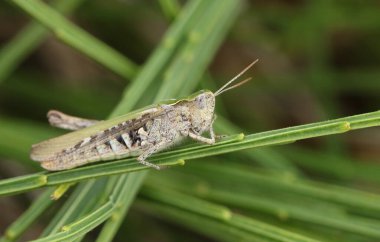 A Field Grasshopper, Chorthippus brunneus, resting on a plant growing along the coast.