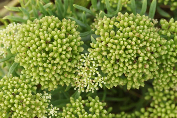 Rock Samphire, Crithmum maritimum, growing along the coastline in Kent.