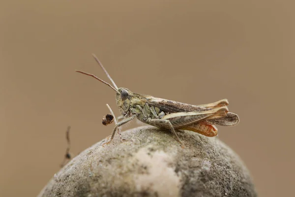 Field Grasshopper Chorthippus Brunneus Resting Stone — Stock Photo, Image