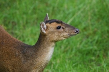 Dişi bir Muntjac geyiği, Muntiacus reevesi, tarlada besleniyor..