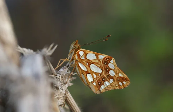 Sidovy Över Sällsynt Manlig Drottning Spanien Fritillary Butterfly Issoria Lathonia — Stockfoto