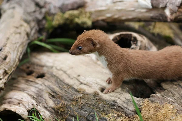 Weasel Mustela Nivalis Hunting Food Pile Logs Wildlife Center — Stock Photo, Image