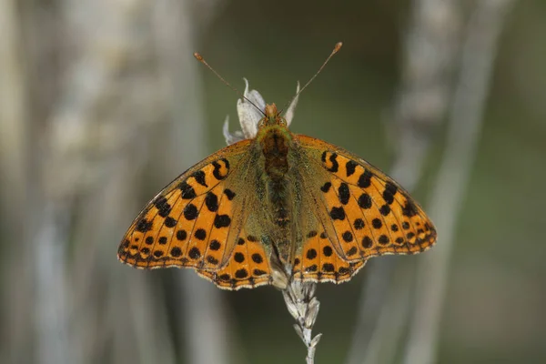 Rare Male Queen Spain Fritillary Butterfly Issoria Lathonia Resting Ear — Stock Photo, Image