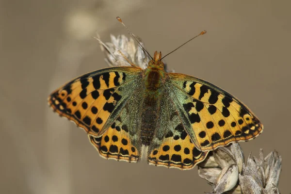 Rare Female Queen Spain Fritillary Butterfly Issoria Lathonia Resting Ear — Stock Photo, Image