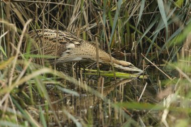 Nadir bir av Bittern 'i, Botaurus yıldızları, gölün kenarındaki bir sazlıkta yiyecek arıyorlar..