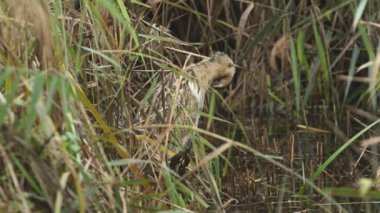 Nadir bir Bittern, Botaurus yıldızları, bir gölün kenarındaki sazlıklarda duruyor..